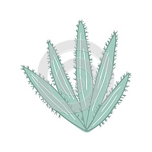 Aloe cactus in doodle style. Cute prickly green cactus. Cacti flower isolated on white background