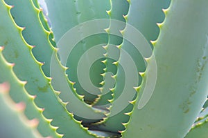 Aloe cactus macro - Aloe plant closeup / details