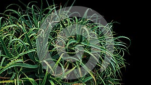 Aloe cactus succulent plant bush growing in wild isolated on black background, clipping path included.