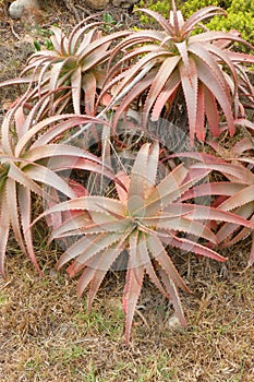 Aloe Cameronii