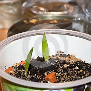 Aloe cameronii sprouts growing indoors