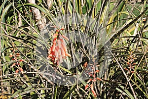 Aloe chabaudii flowers details background photo, Aloe plant, Agave plant, American species, Introduced ornamental species photo