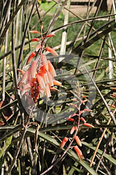 Aloe chabaudii flowers details background photo, Aloe plant, Agave plant, American species, Introduced ornamental species photo