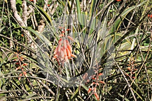 Aloe chabaudii flowers details background photo, Aloe plant, Agave plant, American species, Introduced ornamental species photo