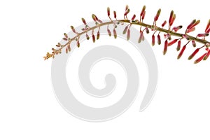 Aloe Ciliaris buds against a white background