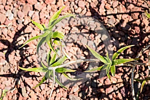 Aloe ciliaris variety plant