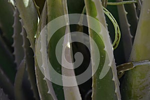 Aloe close up photo