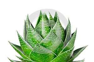 Aloe Cosmo Isolated On White photo