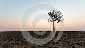 Quiver tree in the vicinity of Fish river canyon, Namibia