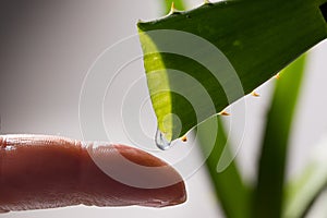 Aloe drops fall and moisturize the skin of female hands
