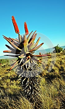 Aloe Ferox