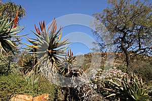 The Aloe ferox