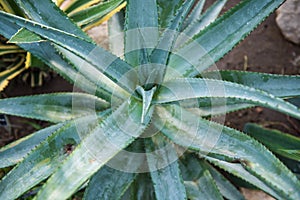 Aloe Ferox photo