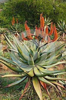 Aloe ferox in bloom photo