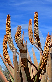 Aloe Ferox (Distributed in Southern Africa) photo