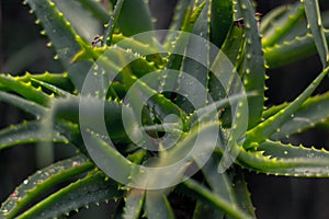 Aloe Ferox growing in South Africa