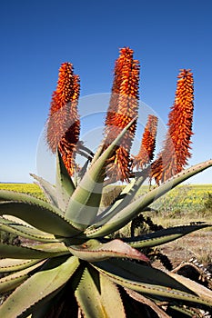 Aloe Ferox Plant