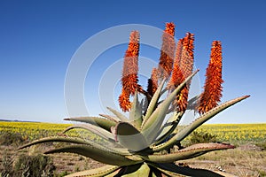 Aloe Ferox Plant photo