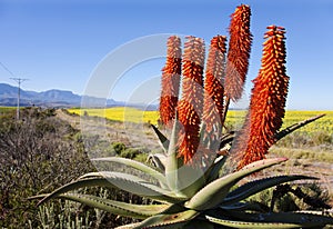 Aloe Ferox Plant photo