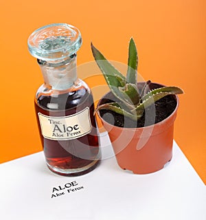 Aloe Ferox plant, extract and sheet photo
