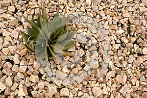 Aloe ferox plant in a rock garden photo