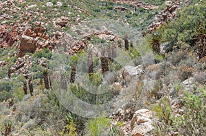 Aloe ferox seen from the Swartberg Pass