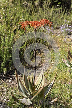 Aloe Ferox in the Seweweekspoort pass , Klein-karoo, Little Karoo, Western Cape, South Africa