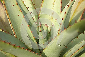 Aloe ferox spiny leaves photo