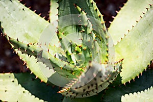Aloe ferox photo