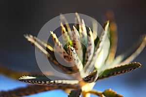 Aloe fleshy rosette; Closeup