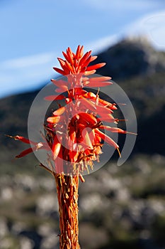 Aloe flower