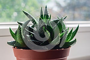 Aloe flower at brown pot