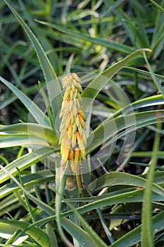 Aloe flower, a genus of monocots native to the hot and arid regions