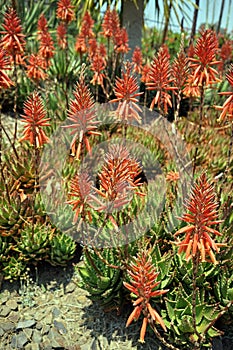 Aloe flower, a genus of monocots native to the hot and arid regions