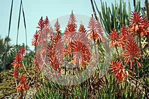 Aloe flower, a genus of monocots native to the hot and arid regions