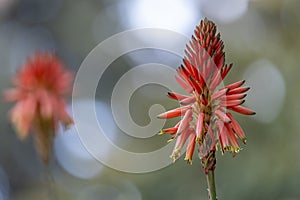 Aloe flower in its splendid color