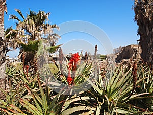 Aloe flower on the ruins of Caesarea in Israel