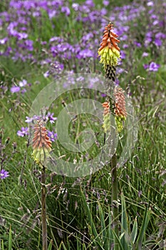 Aloe flower up close, in the wild