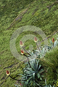 Aloe flower up close, in the wild