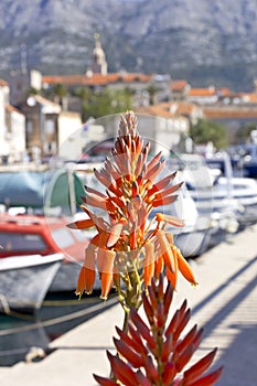 Aloe flowers is blooming at the port of Korcula, Croatia.