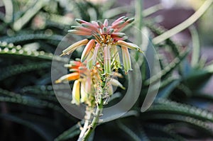 Aloe Flowers