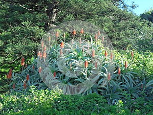 Aloe flowers and plants close to New Port Beach NSW Australia
