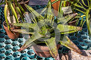 Aloe is a genus of succulent plants in the Asphodelaceae family.