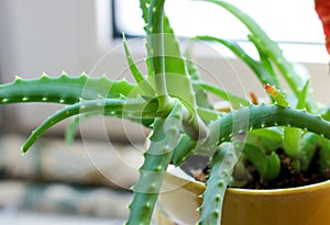 Aloe, green plant, medicine, aloe leaves
