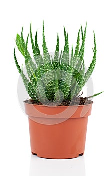 Aloe humilis