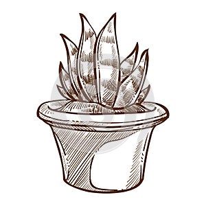 Aloe indoor plant in pot isolated sketch home decor