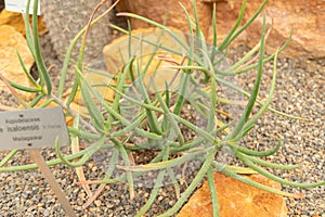 Aloe Isaloensis plant in Zurich in Switzerland photo