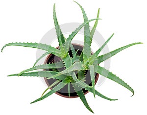 Aloe isolated