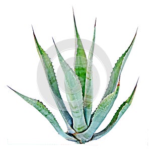 Aloe isolated on white