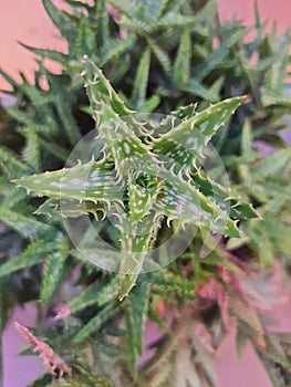 Aloe juvenna is a species of liliopsida of the genus Aloe, photo